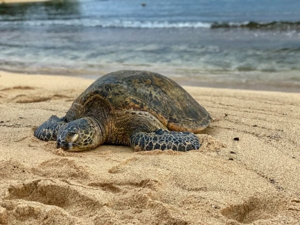 Quelle est la meilleure saison pour observer la ponte des tortues marines sur les plages d'Oman ?