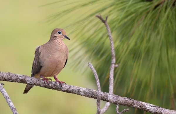 Quels sont les endroits méconnus pour observer les oiseaux migrateurs en Israël ?